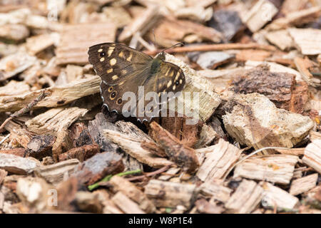 Papillon bois mouchetée (Pararge aegeria) mâle petit rond points chamois au repos dans la lumière du soleil sur le soleil de copeaux de bois dans la lumière tachetée point chaud. Banque D'Images