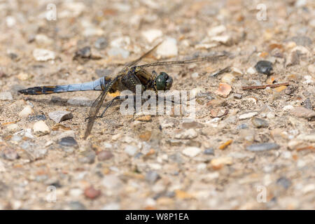 À corps large chaser (Libellula depressa) mâle avec ailes brun foncé à la base. Le bleu ciel large abdomen aplati avec taches jaunes le long de sa longueur Banque D'Images