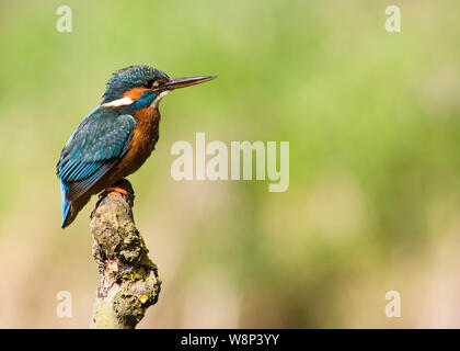 Perché eurasien/femelle Kingfisher Alcedo atthis aka commun Banque D'Images