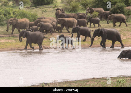 Un défilé d'Éléphants bénéficiant d'un jeu près de l'attente d'arrosage dans le Parc National Kruger Banque D'Images