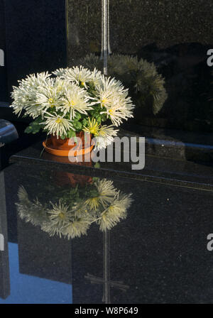 Bouquet de chrysanthèmes blancs en cache-pot sur la tombe. Fleurs reflète dans la pierre noire polie. La journée ensoleillée d'automne Banque D'Images