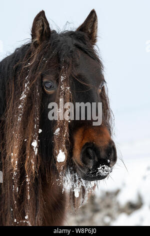 Poneys a chuté sur un couvert de neige piste rurale après une tempête, est tombée Fin, Cumbria, Royaume-Uni. Banque D'Images