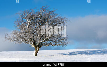 Arbre d'aubépine isolés sur les landes, couvertes de neige. , Cumbria (Royaume-Uni). Banque D'Images