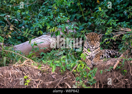 Portrait d'une Jaguar, Panthera onca, reposant le long d'une rivière dans le Pantanal, Mato Grosso, Brésil, Amérique du Sud Banque D'Images