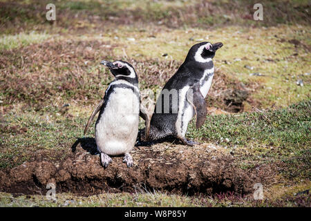 Paire de cute-adultes, Spheniscus magellanicus, à côté de leur terrier, l'île de Sea Lion, dans les îles Malouines, territoire britannique d'outre-mer Banque D'Images