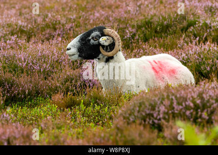 Swaledale brebis tondue avec fleece bouclés et cornes. Mis en violet vif heather sur un grousemoor. Paysage, à l'horizontale. L'espace pour copier. Banque D'Images