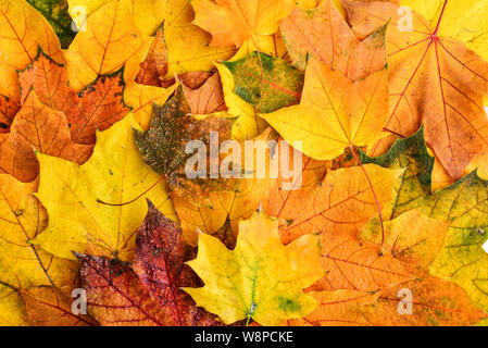 Arrière-plan de feuilles d'érable multicolores humide vue d'en haut. Automne fond Banque D'Images
