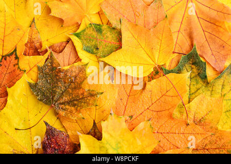 Arrière-plan de feuilles d'érable multicolores humide vue d'en haut. Automne fond Banque D'Images