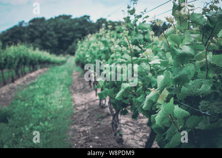 Un voyage d'un vignoble dans la région de Niagara-on-the-Lake en été, de l'Ontario, Canada, vin Banque D'Images