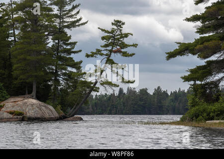 Les conifères se penche au-dessus du lac Tea dans Algonquin Park Banque D'Images