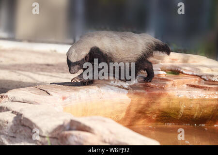 Honey badger Mellivora capensis est connu pour être sévère et tenace. Banque D'Images