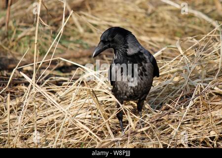 Avantgardiste Nebelkrähe im Stroh hybride - Hooded Crow Banque D'Images