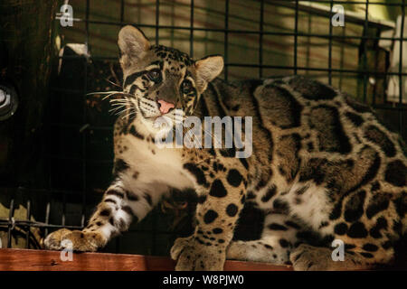 Kit Bebe Panthere Nebuleuse Neofelis Nebulosa Est Repertorie Comme Vulnerables Et Peuvent Etre Trouves En Asie Photo Stock Alamy