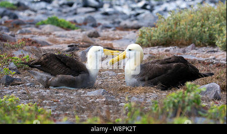 Oiseaux Albatros prises sur les îles Galapagos Banque D'Images