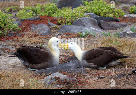 Oiseaux Albatros prises sur les îles Galapagos Banque D'Images