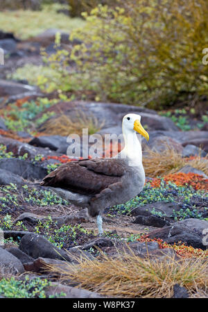 Oiseaux Albatros prises sur les îles Galapagos Banque D'Images