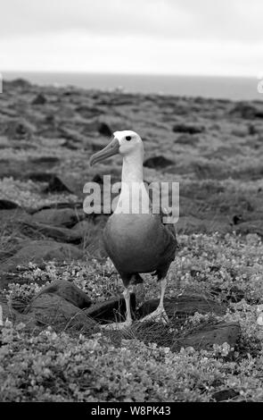 Oiseaux Albatros prises sur les îles Galapagos Banque D'Images