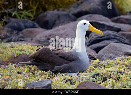 Oiseaux Albatros prises sur les îles Galapagos Banque D'Images