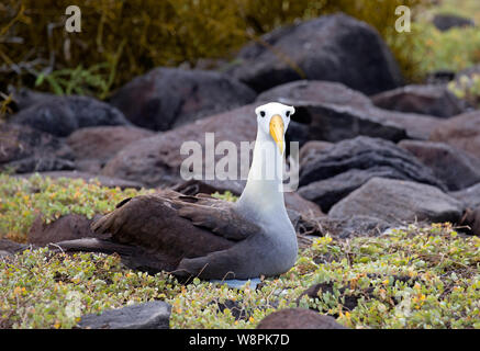 Oiseaux Albatros prises sur les îles Galapagos Banque D'Images