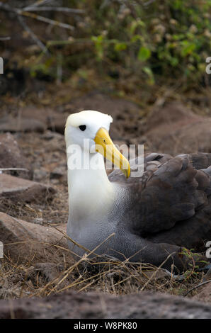 Oiseaux Albatros prises sur les îles Galapagos Banque D'Images