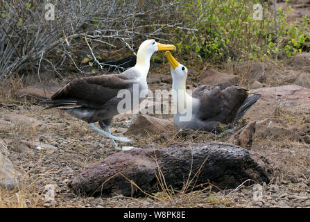 Oiseaux Albatros prises sur les îles Galapagos Banque D'Images