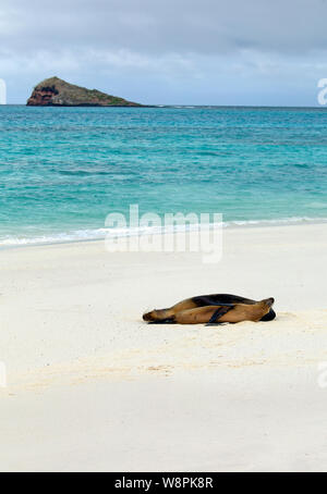 Les lions de mer des Galápagos prises sur la plage Banque D'Images