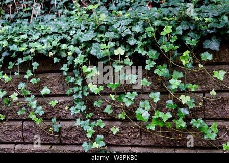 Beau vert lierre pousse sur le mur de pierre, close-up au premier plan. Moss se développe sur la surface des murs Banque D'Images