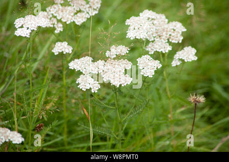 L'Achillea millefolium, plante commune dans le pré Banque D'Images