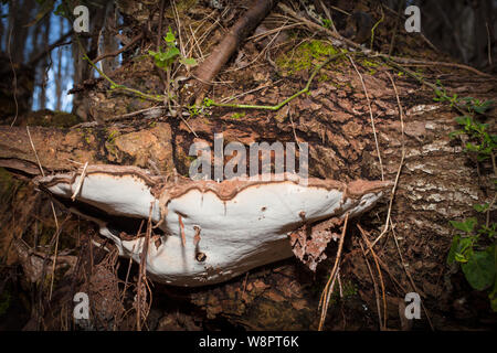 Conk de l'artiste (Ganoderma applanatum). Champignons du milieu de l'hiver : Nouvelle-Zélande. Aurait des propriétés médicinales. Banque D'Images