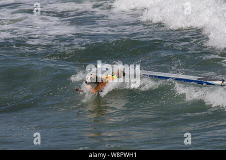 Imperial Beach, Californie, USA. 10 août, 2019. Zeus a de liberté sous caution. Crédit : Ben Nichols/Alamy Live News Banque D'Images