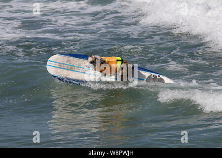 Imperial Beach, Californie, USA. 10 août, 2019. Zeus a de liberté sous caution. Crédit : Ben Nichols/Alamy Live News Banque D'Images