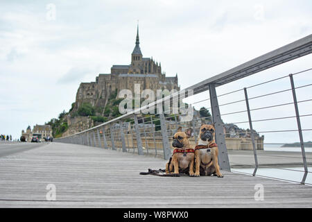 Deux chiens Bouledogue Français en vacances touristiques sur pont en face du célèbre monument français 'Le Mont-Saint-Michel' en arrière-plan en Normandie France Banque D'Images