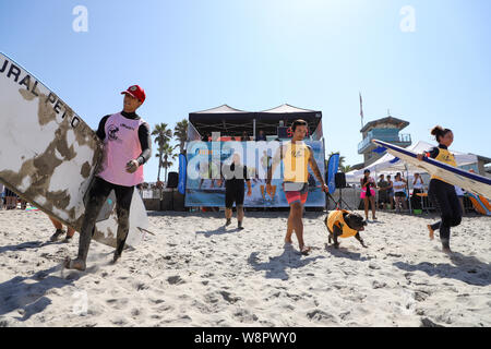 Imperial Beach, Californie, USA. 10 août, 2019. Monsieur le petit-déjeuner ne peut pas obtenir de l'eau assez vite à l'Imperial Beach Surf Dog la concurrence. Crédit : Ben Nichols/Alamy Live News Banque D'Images