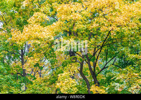 La cime des arbres avec un feuillage luxuriant vert et jaune contre le fond de ciel. parc arbres en automne Banque D'Images