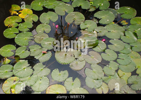 Des nénuphars dans une forme de rond avec fleur de lotus rose au milieu Banque D'Images