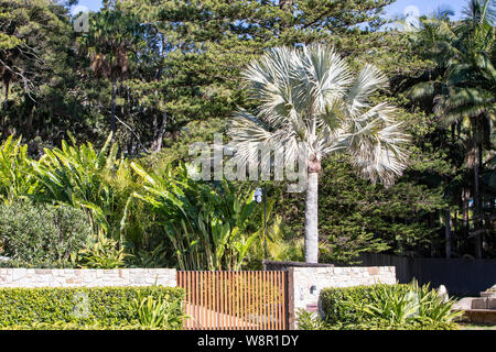 Tropical luxuriant jardin privé sur une maison à Palm Beach, Sydney, Australie Banque D'Images