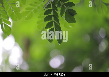 Des gouttes d'eau à feuilles vertes de arbre dans un jour de pluie Banque D'Images