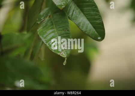 Des gouttes d'eau à feuilles vertes de arbre dans un jour de pluie Banque D'Images