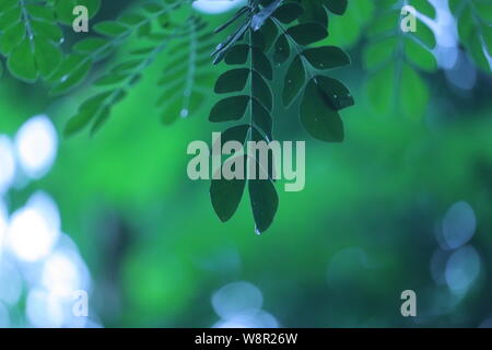 Des gouttes d'eau à feuilles vertes de arbre dans un jour de pluie Banque D'Images