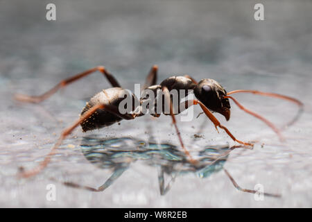 Voir de plus près d'une fourmi noire - portrait près Banque D'Images