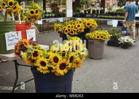 Bouquets de tournesols sur l'affichage à un marché de producteurs à Boulder, Colorado Banque D'Images