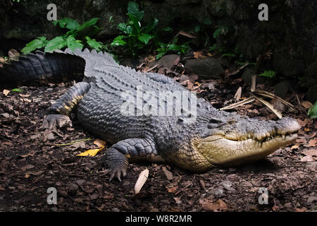 Grand crocodile gris aux Philippines portant sur le terrain. Crocodile dormir Banque D'Images