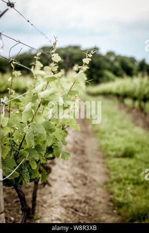 Un voyage d'un vignoble dans la région de Niagara-on-the-Lake en été, de l'Ontario, Canada, vin Banque D'Images