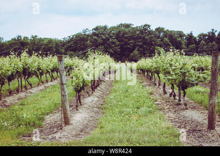 Un voyage d'un vignoble dans la région de Niagara-on-the-Lake en été, de l'Ontario, Canada, vin Banque D'Images