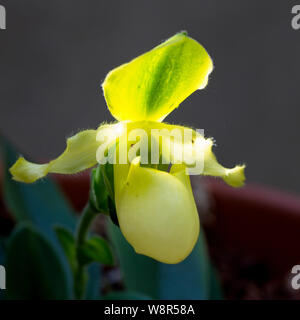 Paphiopedilum Pinocchio (alba), Vénus Slipper orchidée, fleur. Banque D'Images