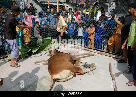 Bintan, Indonésie, Îles Riau. Août 11, 2019. BINTAN, INDONÉSIE - 11 août : l'Indonésie à l'abattage des animaux sacrificiels musulmane Eid Al-Adha au cours de célébrations à Bintan Island sur août 11, 2019 dans les îles Riau, province de l'Indonésie. Sur les musulmans du monde entier célèbrent l'Aïd al-Adha, la Fête du Sacrifice", qui marque la fin de la pèlerinage annuel ou le hadj à la ville sainte de La Mecque Arabie et en souvenir d'Abraham est prêt à sacrifier son fils à Dieu. Credit : Sijori Images/ZUMA/Alamy Fil Live News Banque D'Images