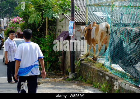 Bintan, Indonésie, Îles Riau. Août 11, 2019. BINTAN, INDONÉSIE - 11 août : l'Indonésie à l'abattage des animaux sacrificiels musulmane Eid Al-Adha au cours de célébrations à Bintan Island sur août 11, 2019 dans les îles Riau, province de l'Indonésie. Sur les musulmans du monde entier célèbrent l'Aïd al-Adha, la Fête du Sacrifice", qui marque la fin de la pèlerinage annuel ou le hadj à la ville sainte de La Mecque Arabie et en souvenir d'Abraham est prêt à sacrifier son fils à Dieu. Credit : Sijori Images/ZUMA/Alamy Fil Live News Banque D'Images