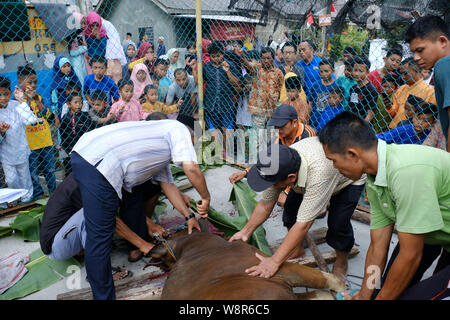 Bintan, Indonésie, Îles Riau. Août 11, 2019. BINTAN, INDONÉSIE - 11 août : l'Indonésie à l'abattage des animaux sacrificiels musulmane Eid Al-Adha au cours de célébrations à Bintan Island sur août 11, 2019 dans les îles Riau, province de l'Indonésie. Sur les musulmans du monde entier célèbrent l'Aïd al-Adha, la Fête du Sacrifice", qui marque la fin de la pèlerinage annuel ou le hadj à la ville sainte de La Mecque Arabie et en souvenir d'Abraham est prêt à sacrifier son fils à Dieu. Credit : Sijori Images/ZUMA/Alamy Fil Live News Banque D'Images