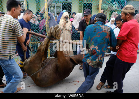 Bintan, Indonésie, Îles Riau. Août 11, 2019. BINTAN, INDONÉSIE - 11 août : l'Indonésie à l'abattage des animaux sacrificiels musulmane Eid Al-Adha au cours de célébrations à Bintan Island sur août 11, 2019 dans les îles Riau, province de l'Indonésie. Sur les musulmans du monde entier célèbrent l'Aïd al-Adha, la Fête du Sacrifice", qui marque la fin de la pèlerinage annuel ou le hadj à la ville sainte de La Mecque Arabie et en souvenir d'Abraham est prêt à sacrifier son fils à Dieu. Credit : Sijori Images/ZUMA/Alamy Fil Live News Banque D'Images