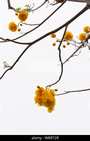 Les branches d'arbres sans feuilles sur fond lumineux. Silhouette de brindilles et de feuilles sur un arbre. Fleurs jaune vif Tabebuia fleurit. Banque D'Images